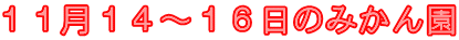 １１月１４～１６日のみかん園