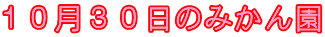 10月30日のみかん園